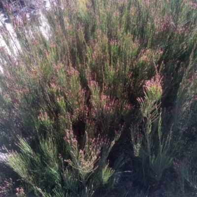 Allocasuarina nana (Dwarf She-oak) at Tuross, NSW - 10 Sep 2023 by mahargiani