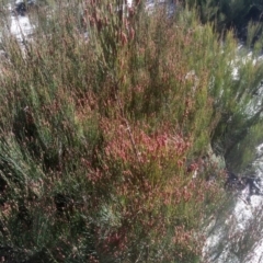 Allocasuarina nana at Tuross, NSW - 10 Sep 2023 09:56 AM