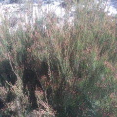 Allocasuarina nana at Tuross, NSW - 10 Sep 2023 09:56 AM