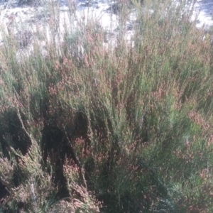 Allocasuarina nana at Tuross, NSW - 10 Sep 2023 09:56 AM