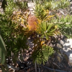Banksia marginata (Silver Banksia) at Wadbilliga, NSW - 10 Sep 2023 by mahargiani