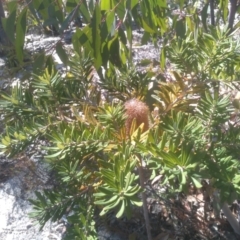 Banksia marginata at Wadbilliga, NSW - 10 Sep 2023