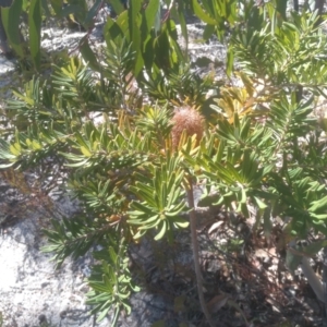 Banksia marginata at Wadbilliga, NSW - 10 Sep 2023 10:07 AM