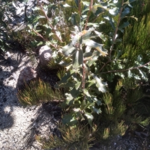 Banksia canei at Wadbilliga, NSW - 10 Sep 2023
