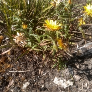 Xerochrysum bracteatum at Wadbilliga, NSW - 10 Sep 2023