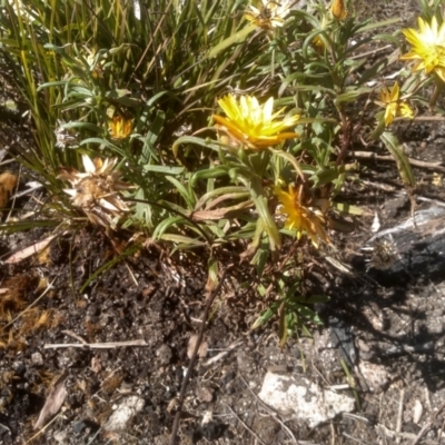 Xerochrysum bracteatum (Golden Everlasting) at Wadbilliga, NSW - 10 Sep 2023 by mahargiani