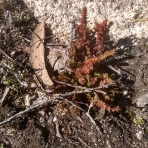 Crassula sieberiana at Wadbilliga, NSW - 10 Sep 2023