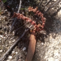 Crassula sieberiana at Wadbilliga, NSW - 10 Sep 2023