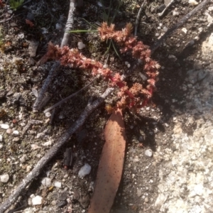 Crassula sieberiana at Wadbilliga, NSW - 10 Sep 2023