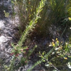 Grevillea lanigera (Woolly Grevillea) at Wadbilliga National Park - 10 Sep 2023 by mahargiani