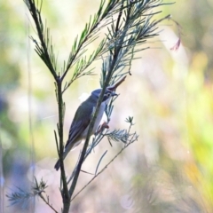 Melithreptus brevirostris (Brown-headed Honeyeater) at Couridjah, NSW - 9 Sep 2023 by Freebird