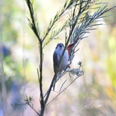 Melithreptus brevirostris at Couridjah, NSW - 9 Sep 2023 08:40 AM
