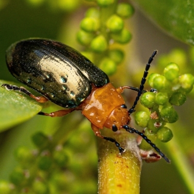 Lamprolina (genus) (Pittosporum leaf beetle) at Broulee Moruya Nature Observation Area - 8 Sep 2023 by amiessmacro