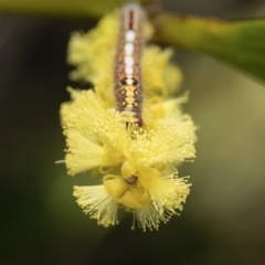 Lepidoptera unclassified IMMATURE at Mossy Point, NSW - 9 Sep 2023 by amiessmacro