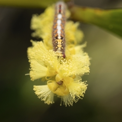 Lepidoptera unclassified IMMATURE at Mossy Point, NSW - 9 Sep 2023 by amiessmacro