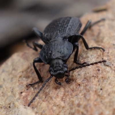 Adelium angulicolle (A darkling beetle) at Gundaroo, NSW - 30 Jun 2023 by RobG1