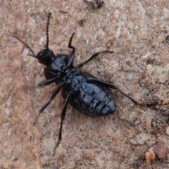 Adelium angulicolle at Gundaroo, NSW - 30 Jun 2023 12:41 PM