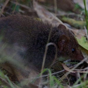 Antechinus mimetes mimetes at Paddys River, ACT - 10 Sep 2023