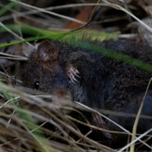 Antechinus mimetes mimetes at Paddys River, ACT - 10 Sep 2023