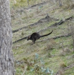 Wallabia bicolor (Swamp Wallaby) at Mcleods Creek Res (Gundaroo) - 30 Jun 2023 by RobG1