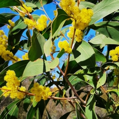 Acacia pycnantha (Golden Wattle) at Coree, ACT - 7 Sep 2023 by cec