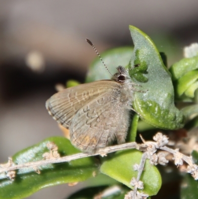 Neolucia mathewi (Dull Heath Blue) at Guerilla Bay, NSW - 11 Sep 2023 by LisaH