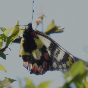 Delias aganippe at Molonglo Valley, ACT - 11 Sep 2023