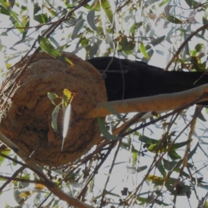 Corcorax melanorhamphos at Yarralumla, ACT - 11 Sep 2023