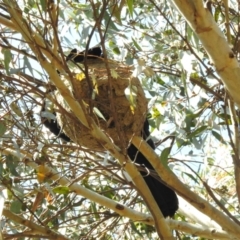 Corcorax melanorhamphos at Yarralumla, ACT - 11 Sep 2023