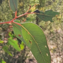 Eucalyptus (genus) (A Gum Tree) at Coree, ACT - 7 Sep 2023 by cec