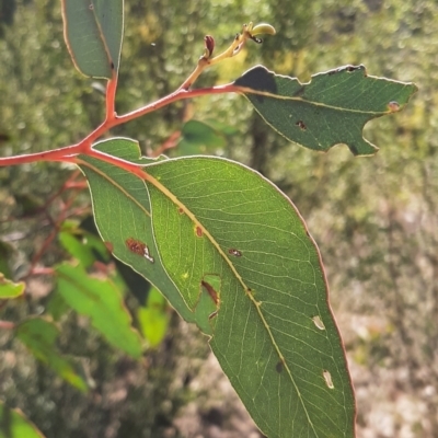 Eucalyptus sp. (A Gum Tree) at Coree, ACT - 7 Sep 2023 by cec