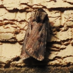 Agrotis munda (Brown Cutworm) at Wanniassa, ACT - 11 Sep 2023 by JohnBundock