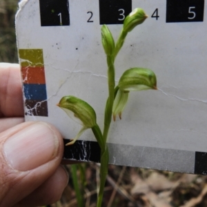 Bunochilus montanus (ACT) = Pterostylis jonesii (NSW) at Paddys River, ACT - 11 Sep 2023