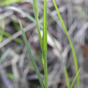 Bunochilus montanus (ACT) = Pterostylis jonesii (NSW) at Paddys River, ACT - 11 Sep 2023