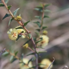 Acacia gunnii (Ploughshare Wattle) at Mongarlowe, NSW - 11 Sep 2023 by LisaH