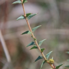 Acacia gunnii at Mongarlowe, NSW - suppressed