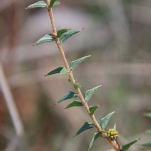 Acacia gunnii at Mongarlowe, NSW - 11 Sep 2023