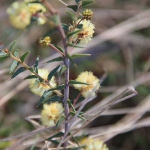 Acacia gunnii at Mongarlowe, NSW - 11 Sep 2023