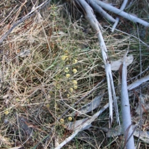 Acacia gunnii at Mongarlowe, NSW - 11 Sep 2023