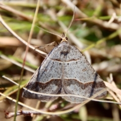 Antasia flavicapitata (Yellow-headed Heath Moth (Oenochrominae)) at Mongarlowe, NSW - 11 Sep 2023 by LisaH
