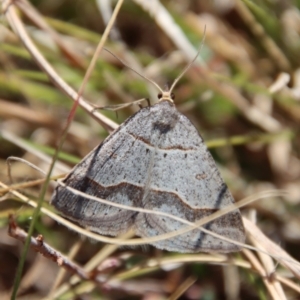 Antasia flavicapitata at Mongarlowe, NSW - 11 Sep 2023