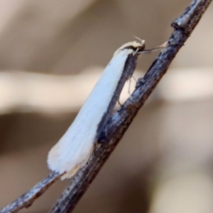 Philobota xiphostola at Mongarlowe, NSW - 11 Sep 2023