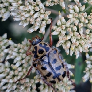 Neorrhina punctata at Rendezvous Creek, ACT - 13 Mar 2023