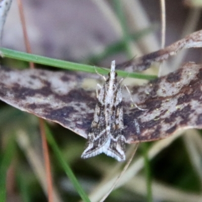 Scoparia ithyntis (A Crambid moth) at Mongarlowe River - 11 Sep 2023 by LisaH