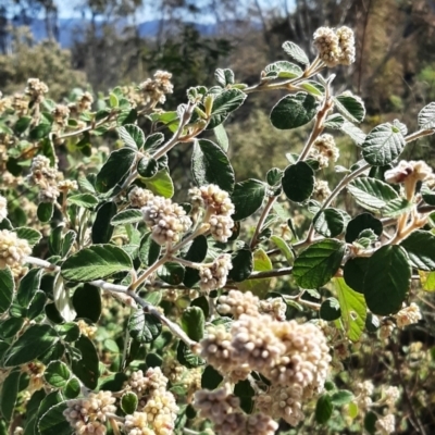 Pomaderris eriocephala (Woolly-head Pomaderris) at Turner, ACT - 7 Sep 2023 by cec