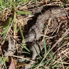 Unidentified Mammal at Mongarlowe, NSW - 11 Sep 2023 by LisaH