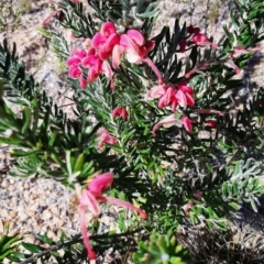 Grevillea lanigera (Woolly Grevillea) at Lower Cotter Catchment - 7 Sep 2023 by cec