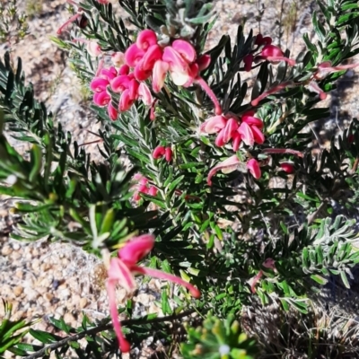 Grevillea lanigera (Woolly Grevillea) at Lower Cotter Catchment - 7 Sep 2023 by cec