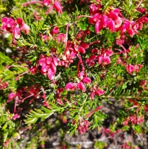 Grevillea lanigera at Coree, ACT - 7 Sep 2023