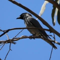 Coracina novaehollandiae (Black-faced Cuckooshrike) at Mount Majura - 11 Sep 2023 by RodDeb